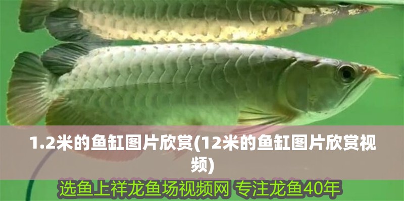 1.2米的魚缸圖片欣賞(12米的魚缸圖片欣賞視頻)