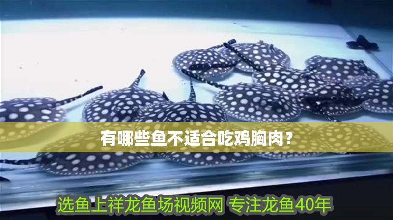 有哪些魚不適合吃雞胸肉？
