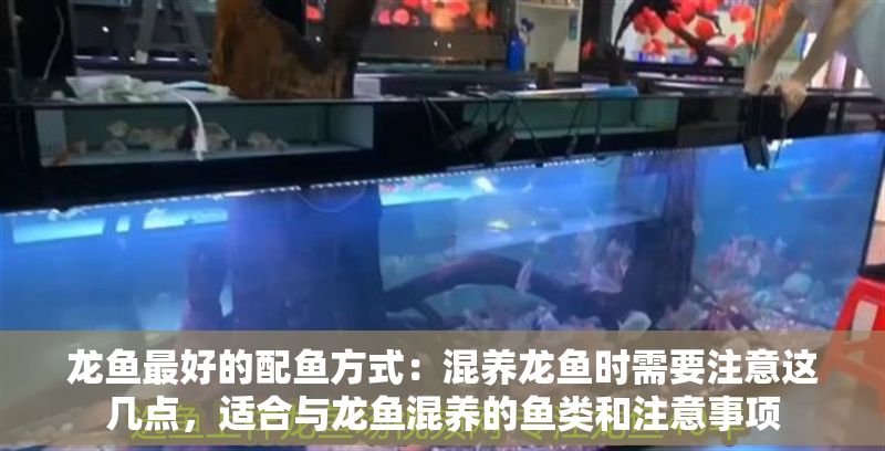 龍魚最好的配魚方式：混養龍魚時需要注意這幾點，適合與龍魚混養的魚類和注意事項