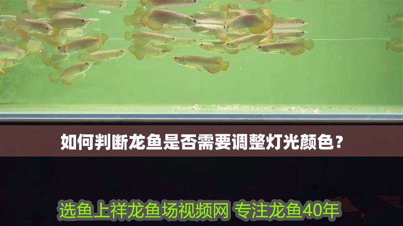 如何判斷龍魚是否需要調整燈光顏色？ 如何判斷龍魚是否需要調整燈光顏色？ 龍魚百科