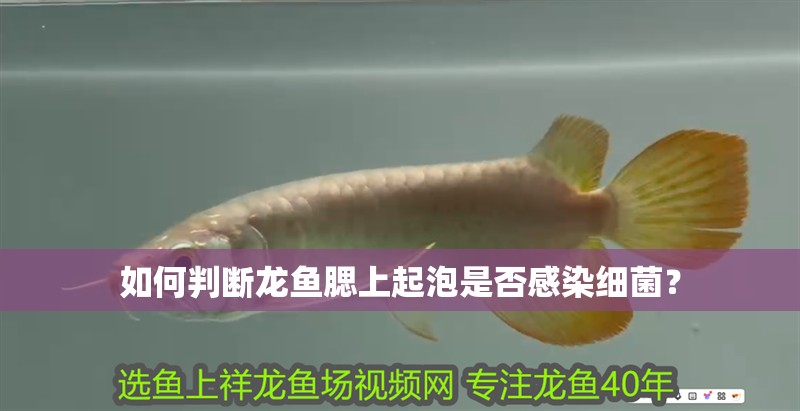 如何判斷龍魚腮上起泡是否感染細菌？