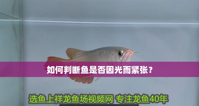 如何判斷魚是否因光而緊張？