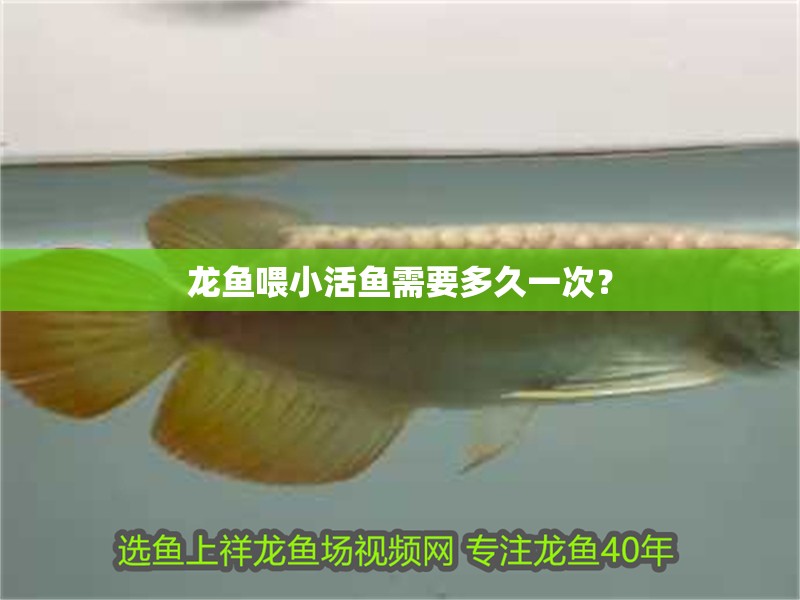 龍魚喂小活魚需要多久一次？