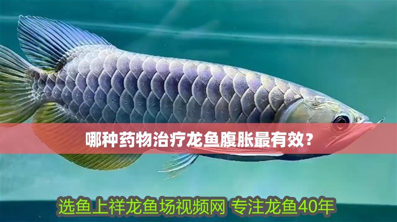 哪種藥物治療龍魚腹脹最有效？