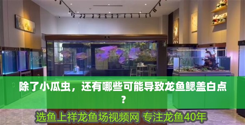 除了小瓜蟲，還有哪些可能導致龍魚鰓蓋白點？