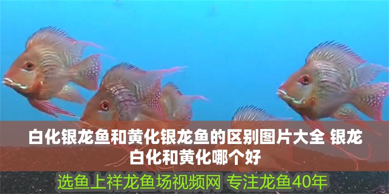 白化銀龍魚和黃化銀龍魚的區(qū)別圖片大全 銀龍白化和黃化哪個好 白化銀龍魚和黃化銀龍魚的區(qū)別圖片大全 銀龍白化和黃化哪個好 觀賞魚百科