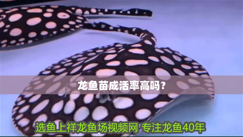 龍魚苗成活率高嗎？