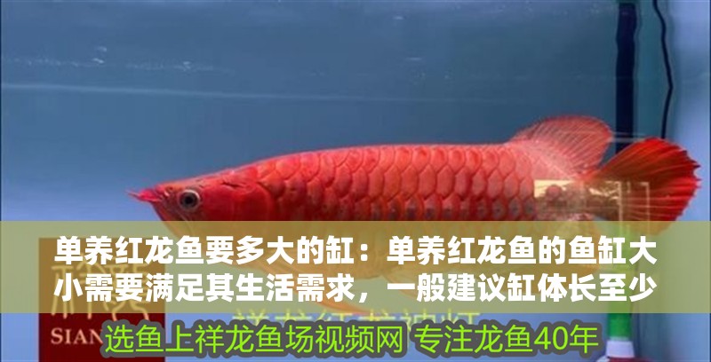 單養(yǎng)紅龍魚要多大的缸：單養(yǎng)紅龍魚的魚缸大小需要滿足其生活需求，一般建議缸體長至少3倍