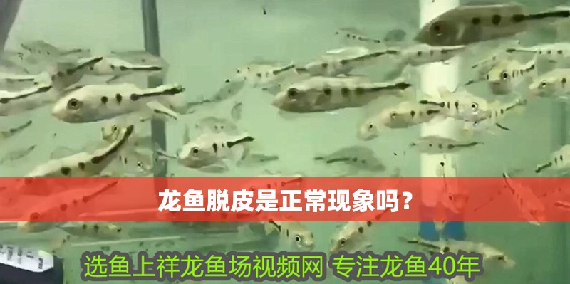 龍魚脫皮是正?，F象嗎？