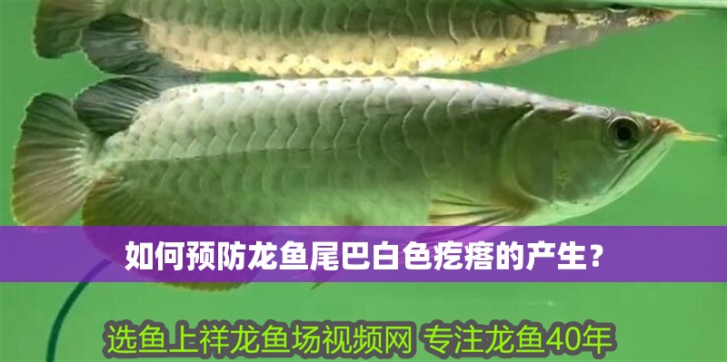 如何預防龍魚尾巴白色疙瘩的產(chǎn)生？