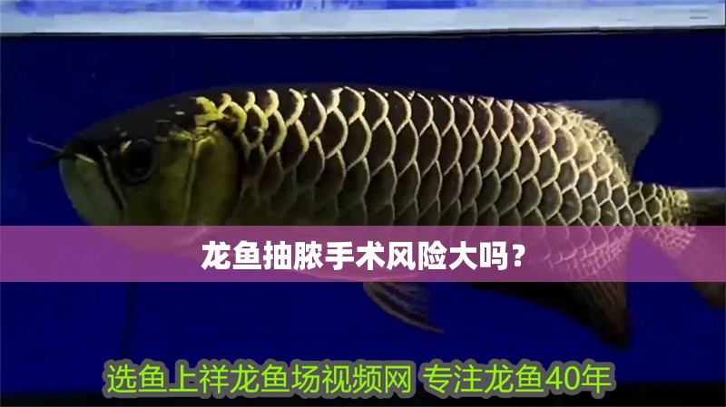 龍魚抽膿手術風險大嗎？