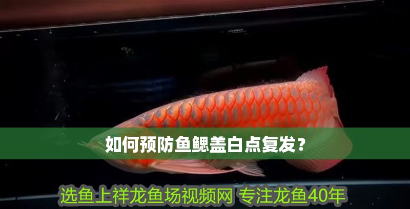 如何預防魚鰓蓋白點復發？