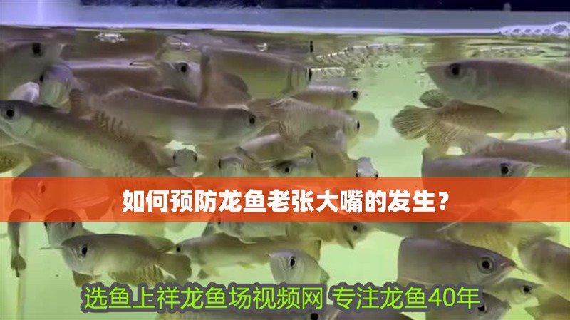 如何預防龍魚老張大嘴的發生？