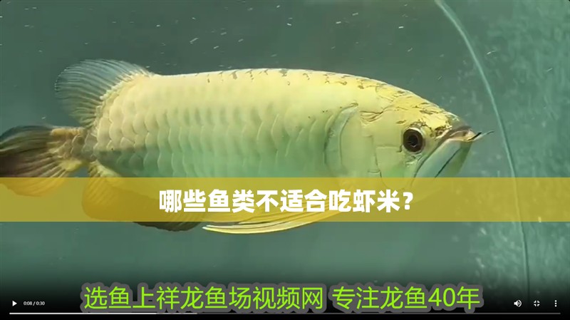哪些魚類不適合吃蝦米？ 哪些魚類不適合吃蝦米？ 龍魚百科