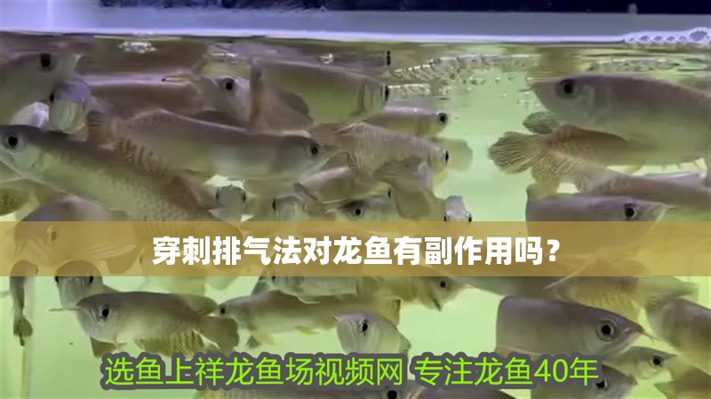 穿刺排氣法對龍魚有副作用嗎？