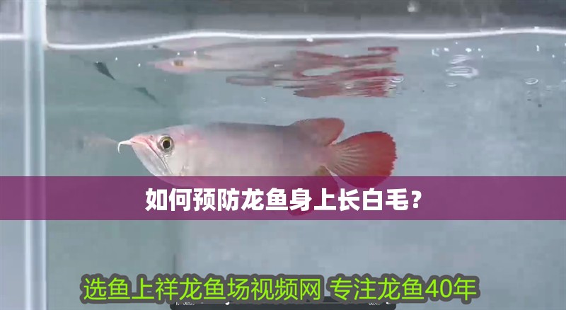 龍魚干蝦有營養嗎 如何預防龍魚身上長白毛? 龍魚百科 如何預防龍魚身上長白毛? 如何預防龍魚身上長白毛? 龍魚百科