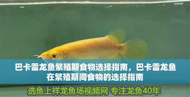 巴卡雷龍魚繁殖期食物選擇指南，巴卡雷龍魚在繁殖期間食物的選擇指南 巴卡雷龍魚繁殖期食物選擇指南，巴卡雷龍魚在繁殖期間食物的選擇指南 觀賞魚百科