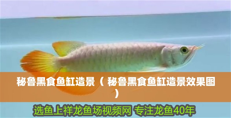 秘魯黑食魚缸造景（ 秘魯黑食魚缸造景效果圖）