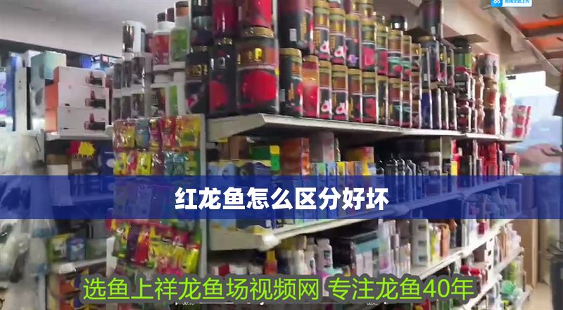 紅龍魚怎么區分好壞