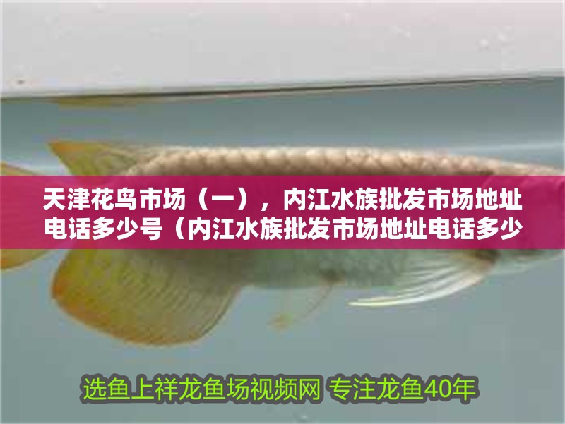 天津花鳥市場（一），內(nèi)江水族批發(fā)市場地址電話多少號（內(nèi)江水族批發(fā)市場地址電話多少號）