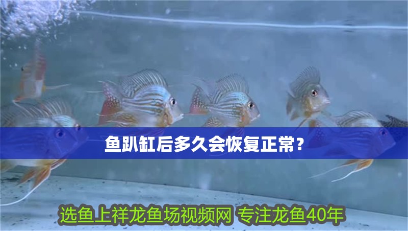魚趴缸后多久會恢復正常？