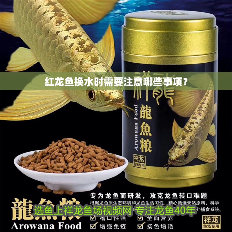 紅龍魚換水時需要注意哪些事項？