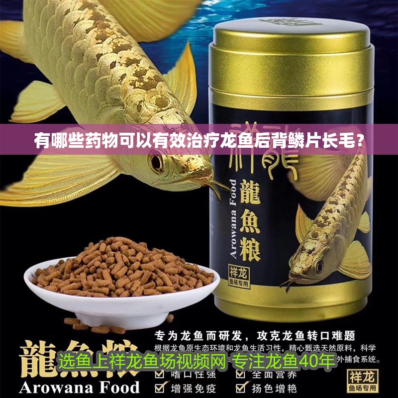 有哪些藥物可以有效治療龍魚后背鱗片長毛？