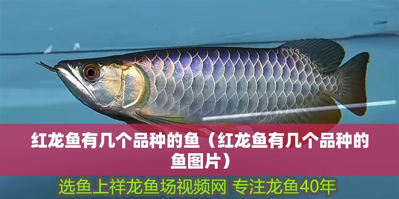 紅龍魚有幾個品種的魚（紅龍魚有幾個品種的魚圖片）