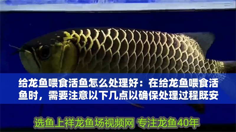 給龍魚喂食活魚怎么處理好：在給龍魚喂食活魚時，需要注意以下幾點以確保處理過程既安全又有效 給龍魚喂食活魚怎么處理好：在給龍魚喂食活魚時，需要注意以下幾點以確保處理過程既安全又有效 觀賞魚百科