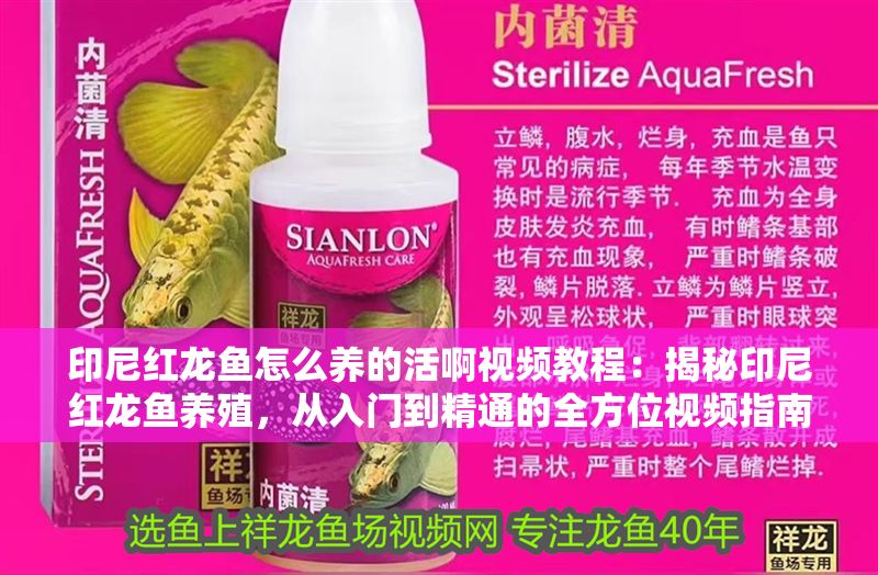 印尼紅龍魚怎么養的活啊視頻教程：揭秘印尼紅龍魚養殖，從入門到精通的全方位視頻指南