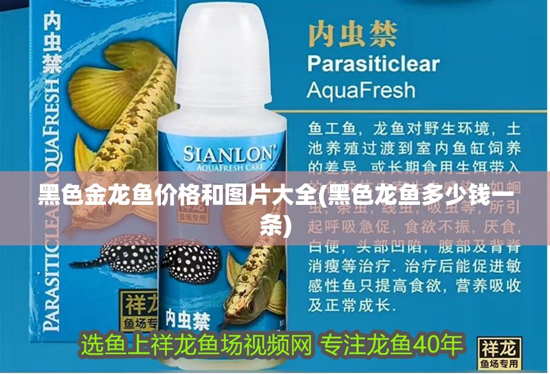 黑色金龍魚價格和圖片大全(黑色龍魚多少錢一條)