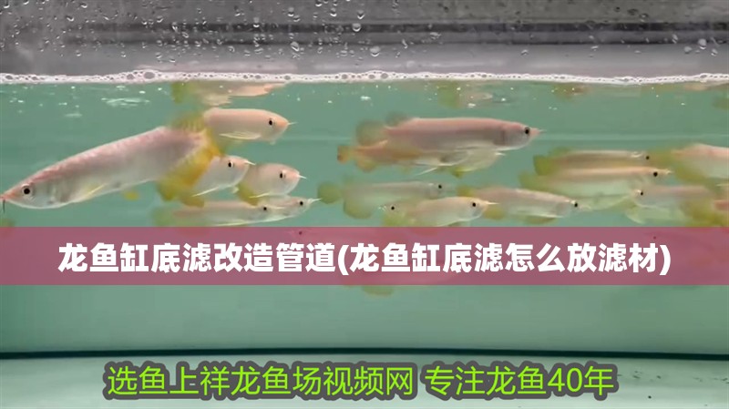 龍魚缸底濾改造管道(龍魚缸底濾怎么放濾材)