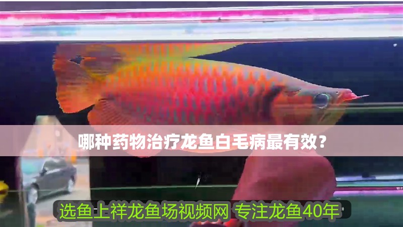 哪種藥物治療龍魚白毛病最有效？