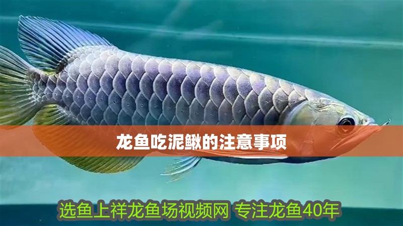 龍魚吃泥鰍的注意事項