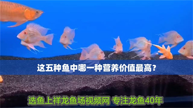 這五種魚中哪一種營養價值最高？