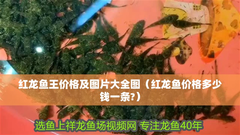 紅龍魚王價格及圖片大全圖（紅龍魚價格多少錢一條?）