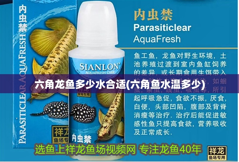 六角龍魚多少水合適(六角魚水溫多少)