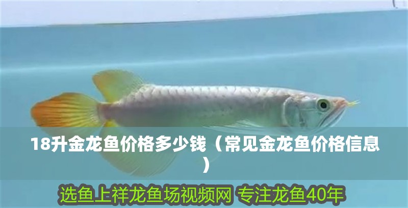 18升金龍魚價(jià)格多少錢（常見金龍魚價(jià)格信息）