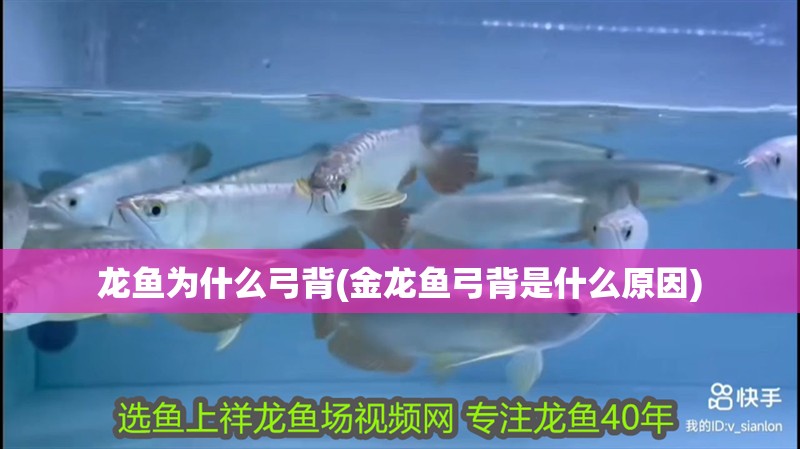 龍魚(yú)為什么弓背(金龍魚(yú)弓背是什么原因)