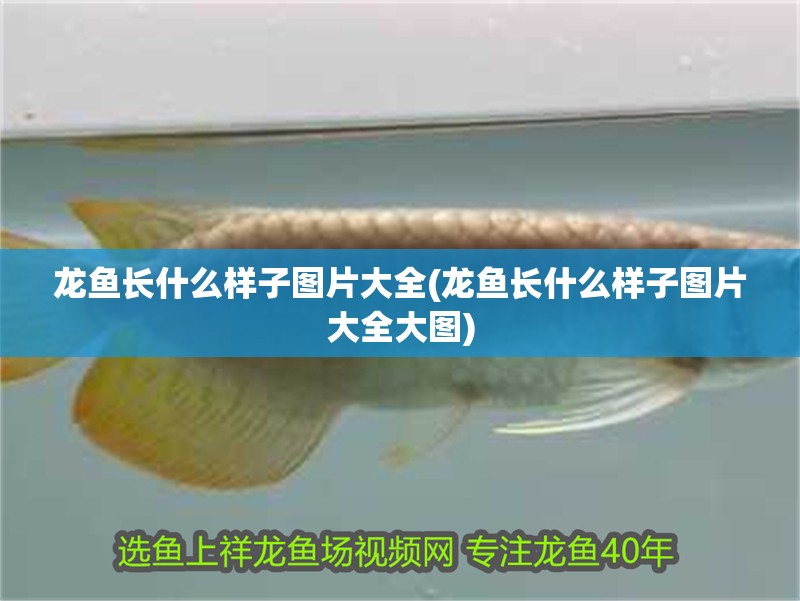 龍魚長什么樣子圖片大全(龍魚長什么樣子圖片大全大圖)