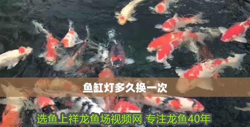 魚缸燈多久換一次