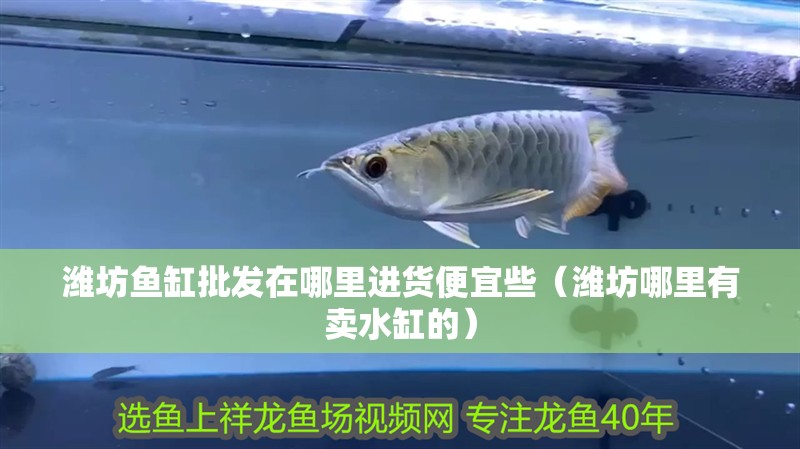 濰坊魚缸批發在哪里進貨便宜些（濰坊哪里有賣水缸的） 濰坊魚缸批發在哪里進貨便宜些（濰坊哪里有賣水缸的） 觀賞魚百科