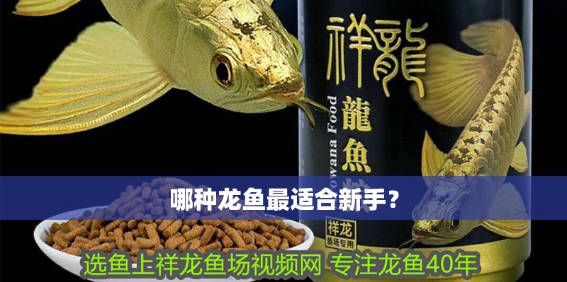 哪種龍魚最適合新手？