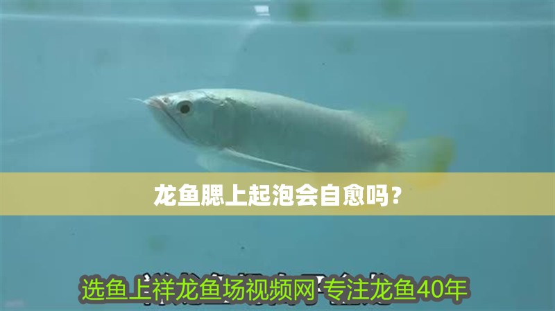 龍魚腮上起泡會(huì)自愈嗎？