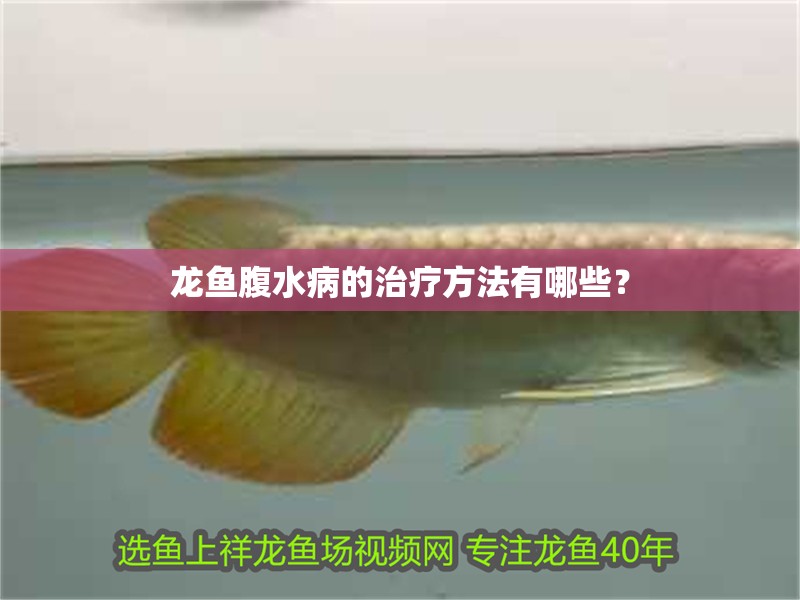 龍魚腹水病的治療方法有哪些？