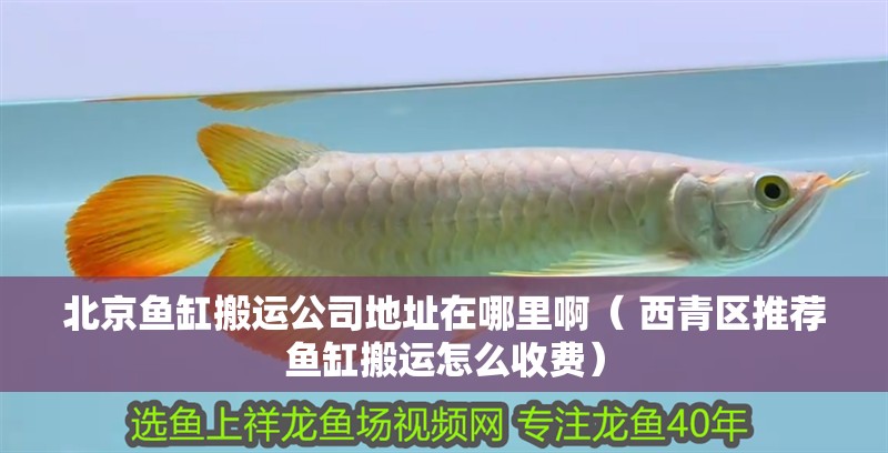 北京魚缸搬運公司地址在哪里啊（ 西青區(qū)推薦魚缸搬運怎么收費）