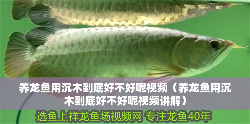 養龍魚用沉木到底好不好呢視頻（養龍魚用沉木到底好不好呢視頻講解）