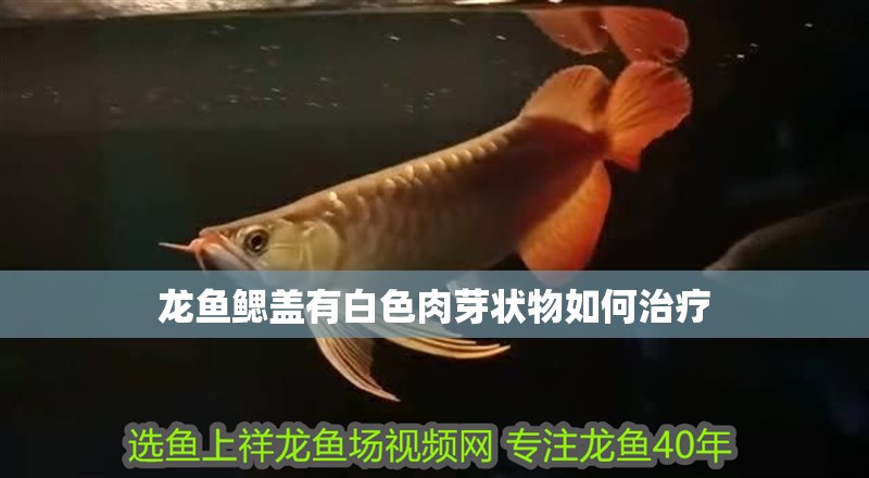 龍魚鰓蓋有白色肉芽狀物如何治療