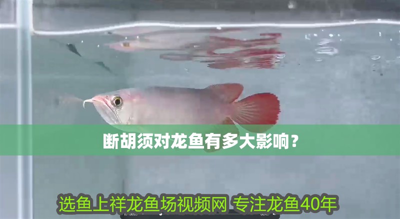 斷胡須對龍魚有多大影響？ 斷胡須對龍魚有多大影響？ 龍魚百科