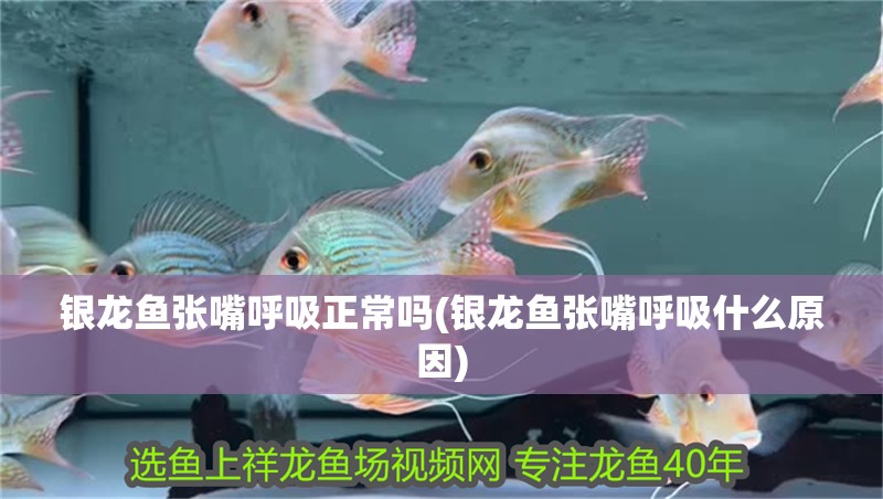 銀龍魚張嘴呼吸正常嗎(銀龍魚張嘴呼吸什么原因) 銀龍魚張嘴呼吸正常嗎(銀龍魚張嘴呼吸什么原因) 觀賞魚百科